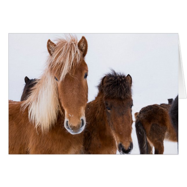 Caballos islandeses lindos juntos (Anverso (Horizontal))
