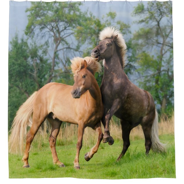 Caballos islandeses que crían cortina de ducha (Anverso)