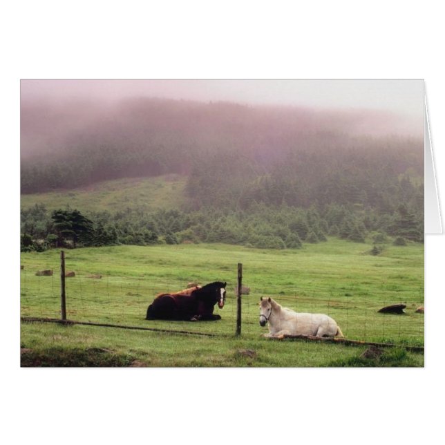 Caballos pastores en reposo (Anverso (Horizontal))