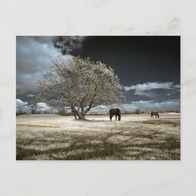 Caballos que pastan la postal (Anverso)