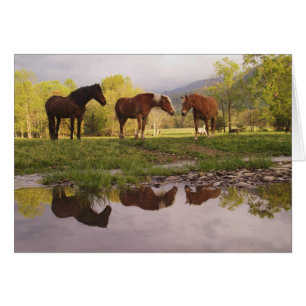 Caballos reflejados en un pequeño arroyo, Cades Co
