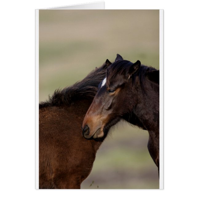 Caballos salvajes (Frente)