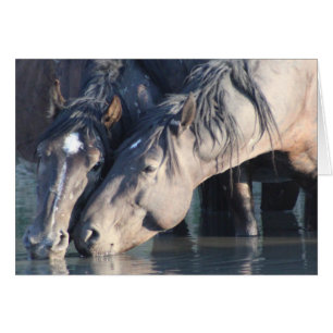 Caballos salvajes bebiendo en el agujero de agua.