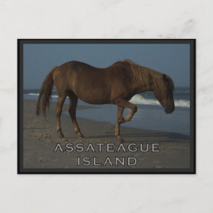 Caballos salvajes de Assateague 1 postal