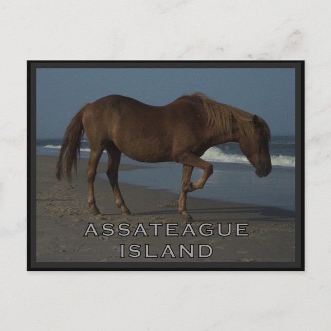 Caballos salvajes de Assateague 1 postal (Anverso)