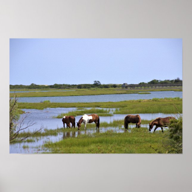 Caballos Salvajes de Assateague Póster (Frente)