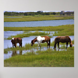 Caballos Salvajes de Assateague Póster