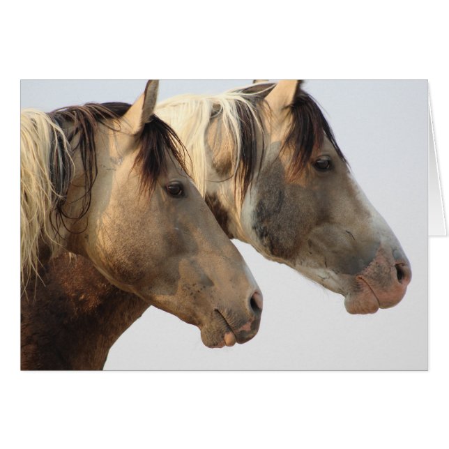 CABALLOS SALVAJES DE LA MANADA NOTECARD DE UTAH (Anverso (Horizontal))