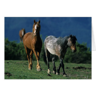 Caballos salvajes de Mustang