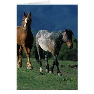 Caballos salvajes de Mustang