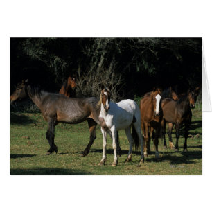 Caballos salvajes de Mustang 1