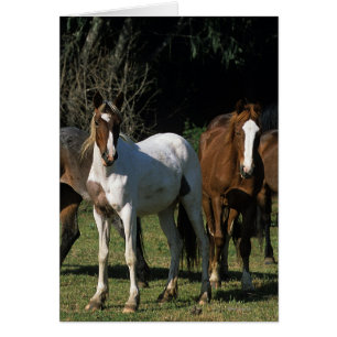 Caballos salvajes de Mustang 1