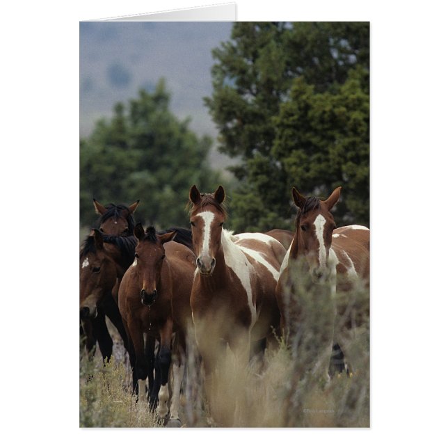 Caballos salvajes de Mustang 2 (Frente)