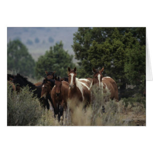 Caballos salvajes de Mustang 2