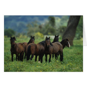Caballos salvajes de Mustang 3