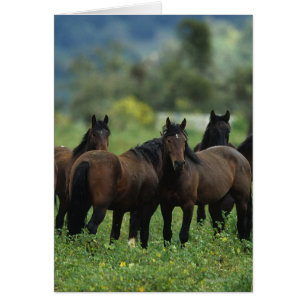 Caballos salvajes de Mustang 3