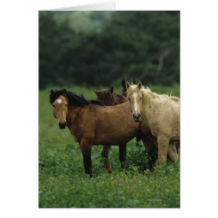 Caballos salvajes de Mustang 4