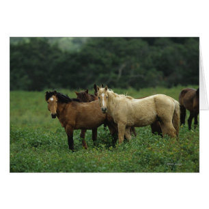 Caballos salvajes de Mustang 4
