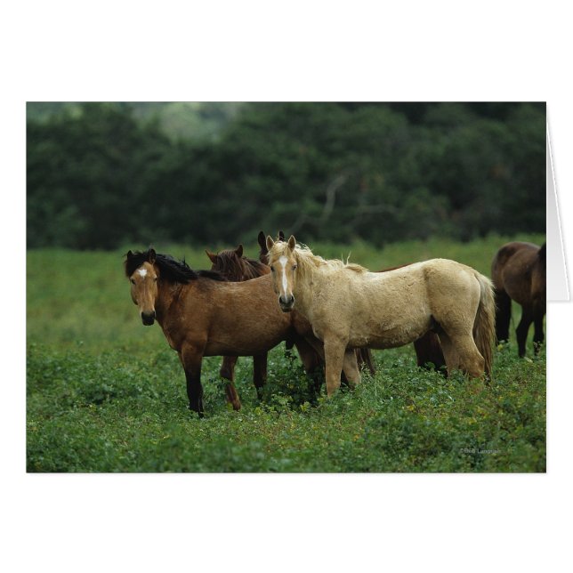 Caballos salvajes de Mustang 4 (Anverso (Horizontal))