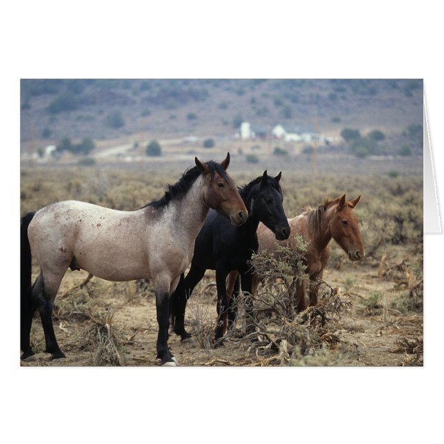 Caballos salvajes de Mustang 5 (Anverso (Horizontal))