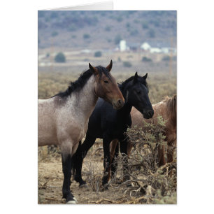 Caballos salvajes de Mustang 5