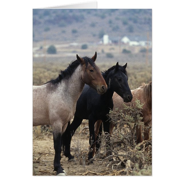Caballos salvajes de Mustang 5 (Frente)