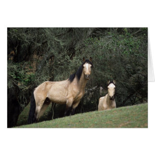 Caballos salvajes de Mustang 6