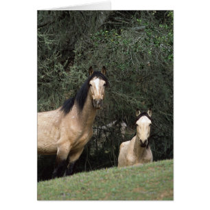 Caballos salvajes de Mustang 6