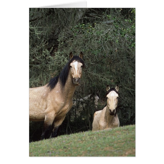 Caballos salvajes de Mustang 6 (Frente)