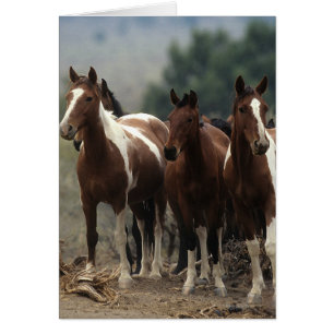 Caballos salvajes de Mustang 7