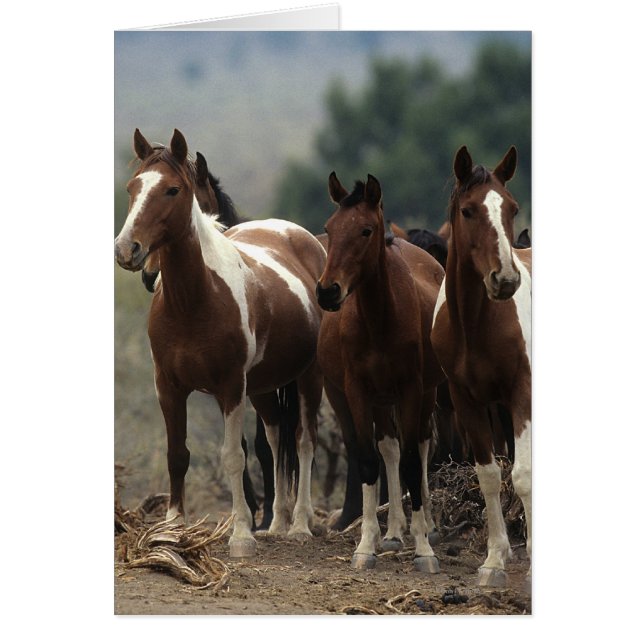 Caballos salvajes de Mustang 7 (Frente)