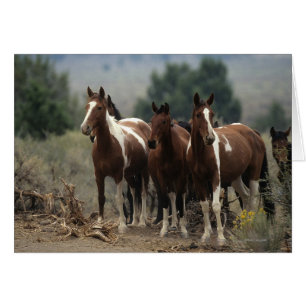 Caballos salvajes de Mustang 7