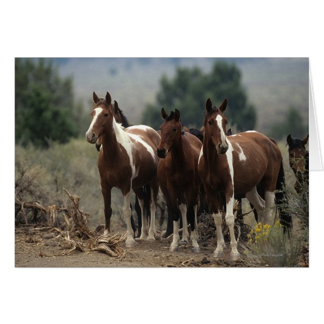 Caballos salvajes de Mustang 7 (Anverso (Horizontal))