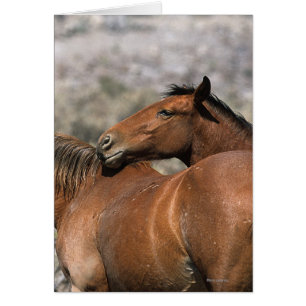Caballos salvajes de Mustang conmovedores