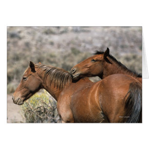 Caballos salvajes de Mustang conmovedores