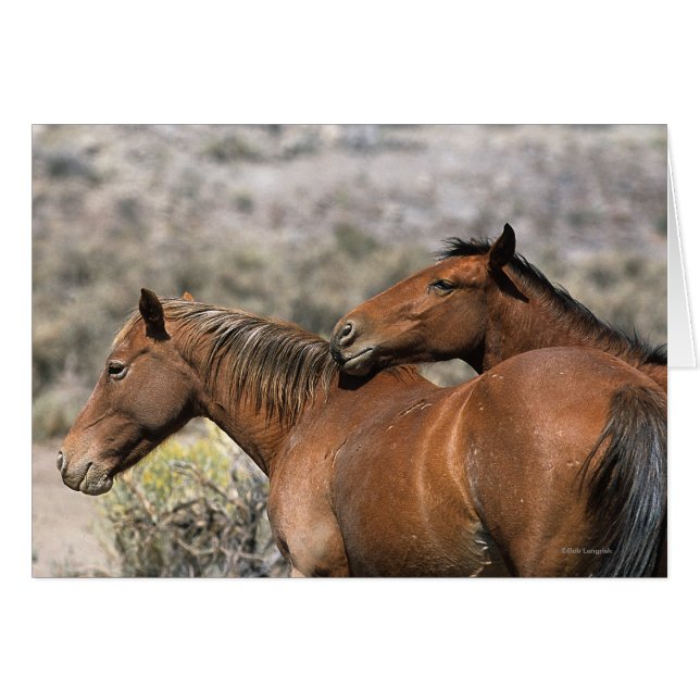 Caballos salvajes de Mustang conmovedores (Anverso (Horizontal))