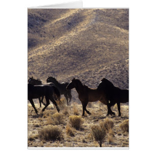 Caballos salvajes de Mustang en el desierto 1