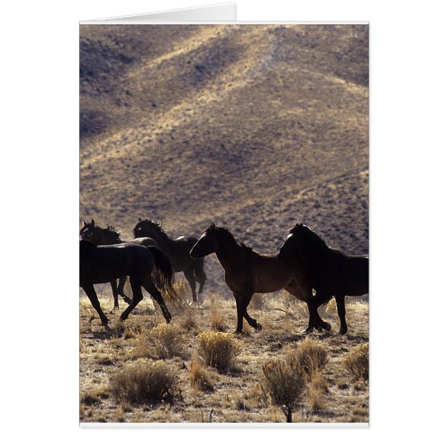 Caballos salvajes de Mustang en el desierto 1 (Frente)