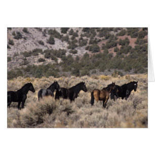 Caballos salvajes de Mustang en el desierto 2