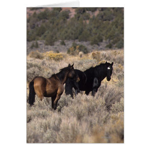 Caballos salvajes de Mustang en el desierto 2