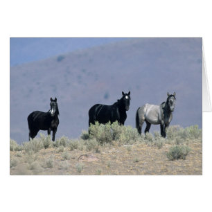 Caballos salvajes de Mustang en el desierto 3