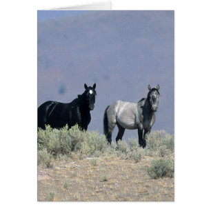 Caballos salvajes de Mustang en el desierto 3