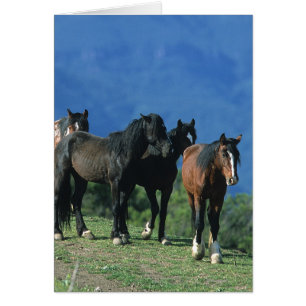 Caballos salvajes de Mustang en las montañas