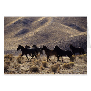 Caballos salvajes del mustango en el desierto 1