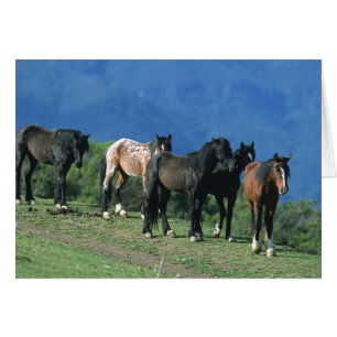 Caballos salvajes del mustango en las montañas