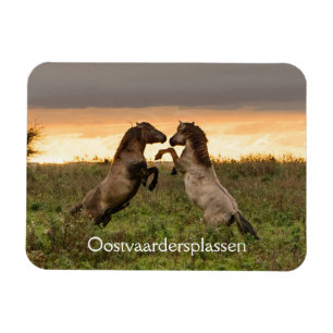 Caballos salvajes en el imán Oostvaardersplassen