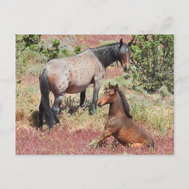 Caballos salvajes, vida silvestre, postal (Anverso)