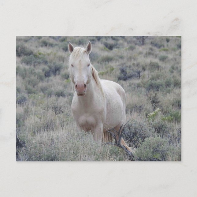 Caballos salvajes, vida silvestre, postal (Anverso)