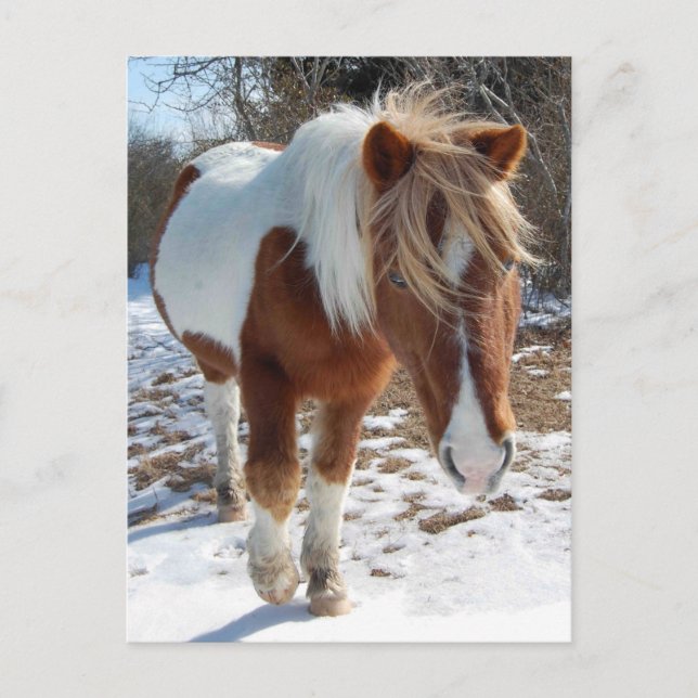 Caballos salvajes, vida silvestre, postal (Anverso)