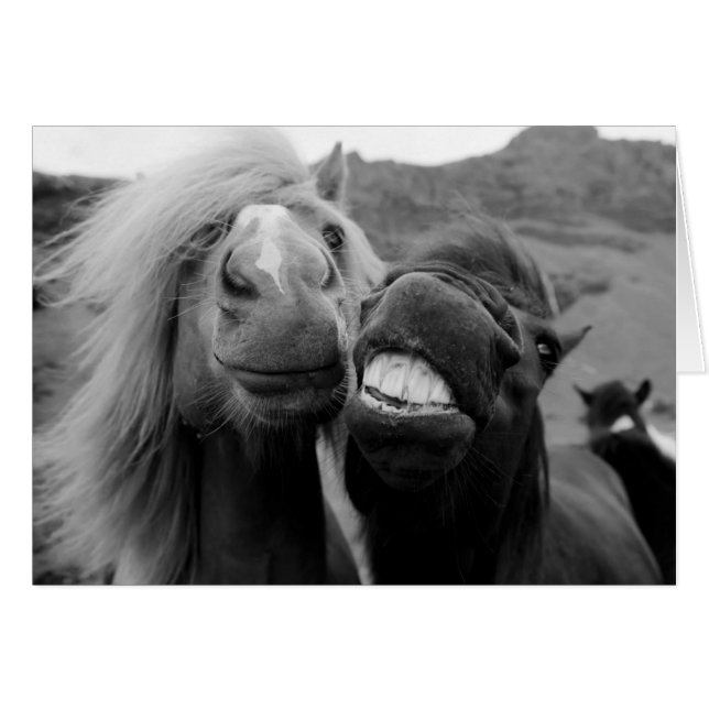 Caballos sonrientes de las imágenes el | de Getty (Anverso (Horizontal))